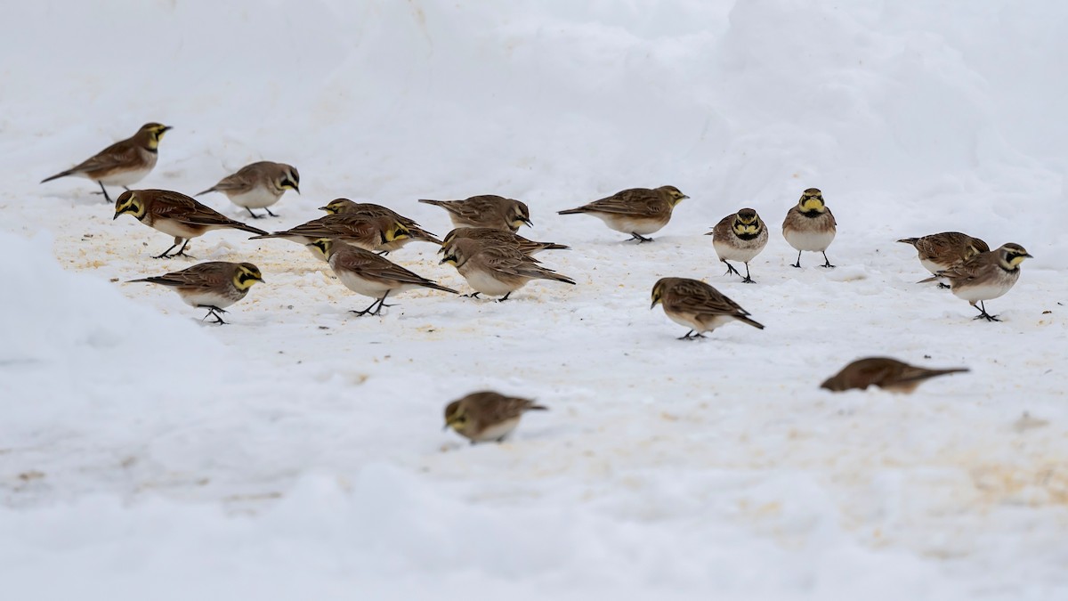 Horned Lark - Bill Massaro