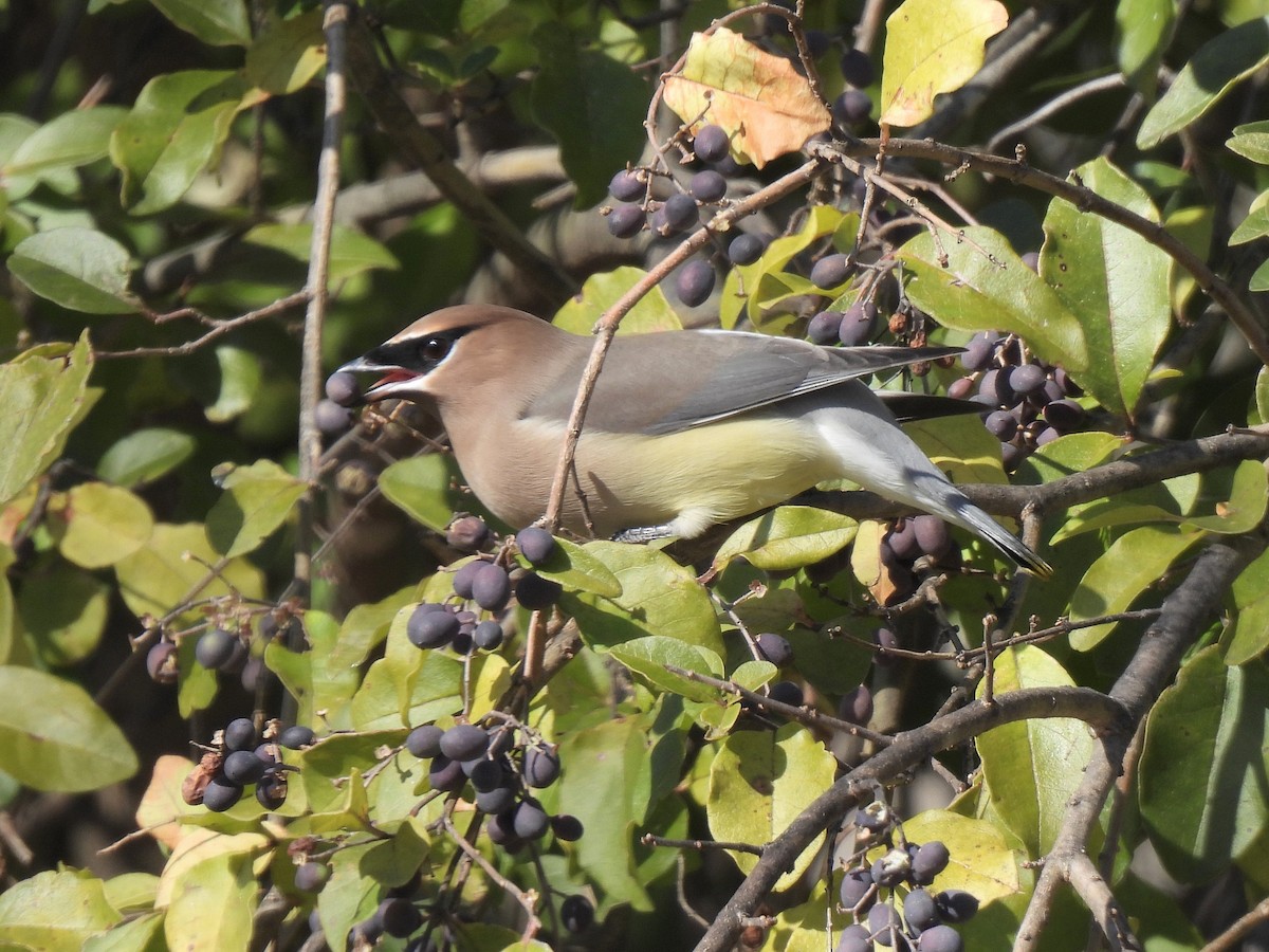 Cedar Waxwing - ML627232864