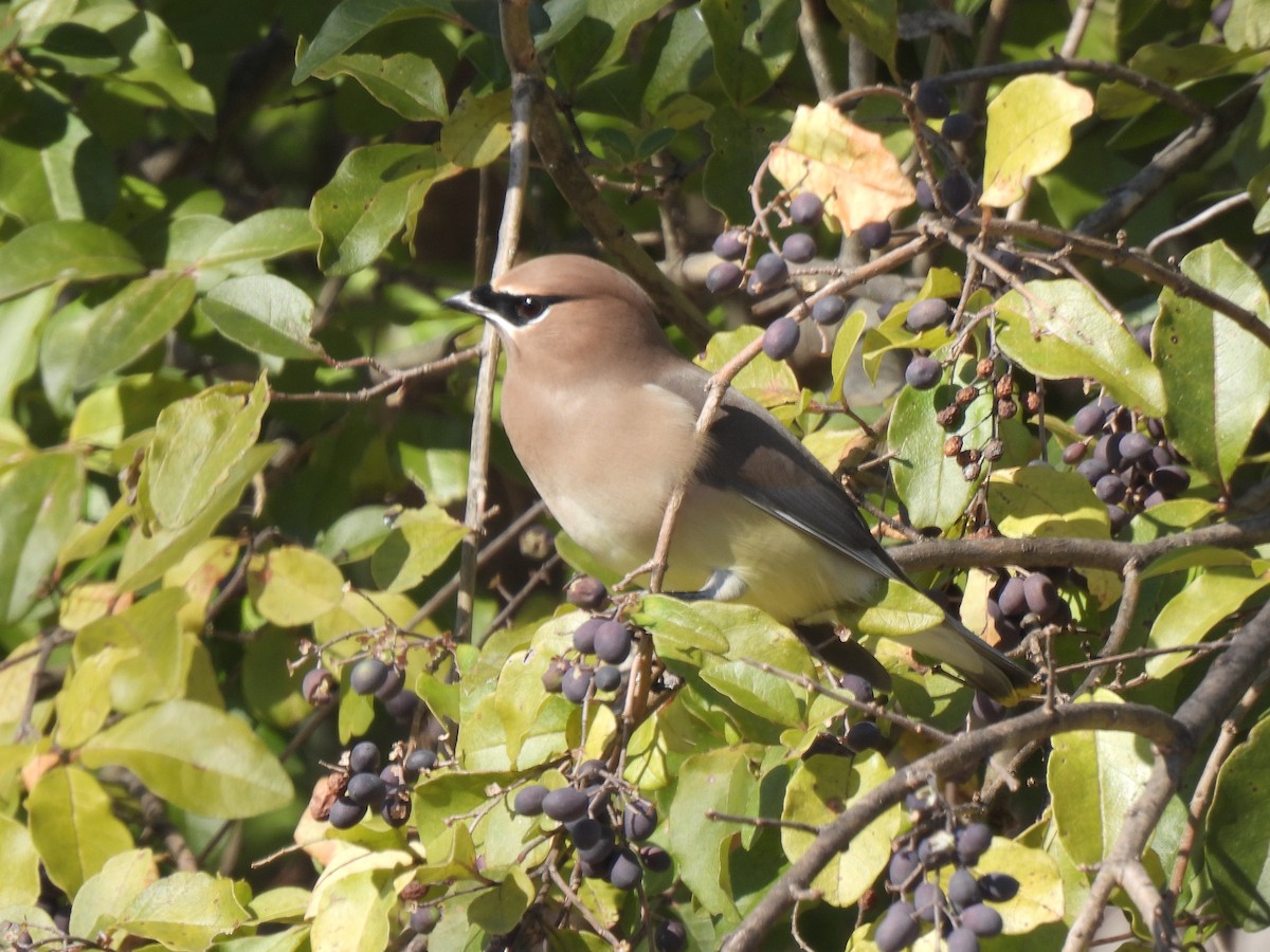 Cedar Waxwing - ML627232946