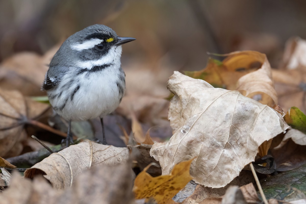 Black-throated Gray Warbler - Lev Frid | Rockjumper Birding