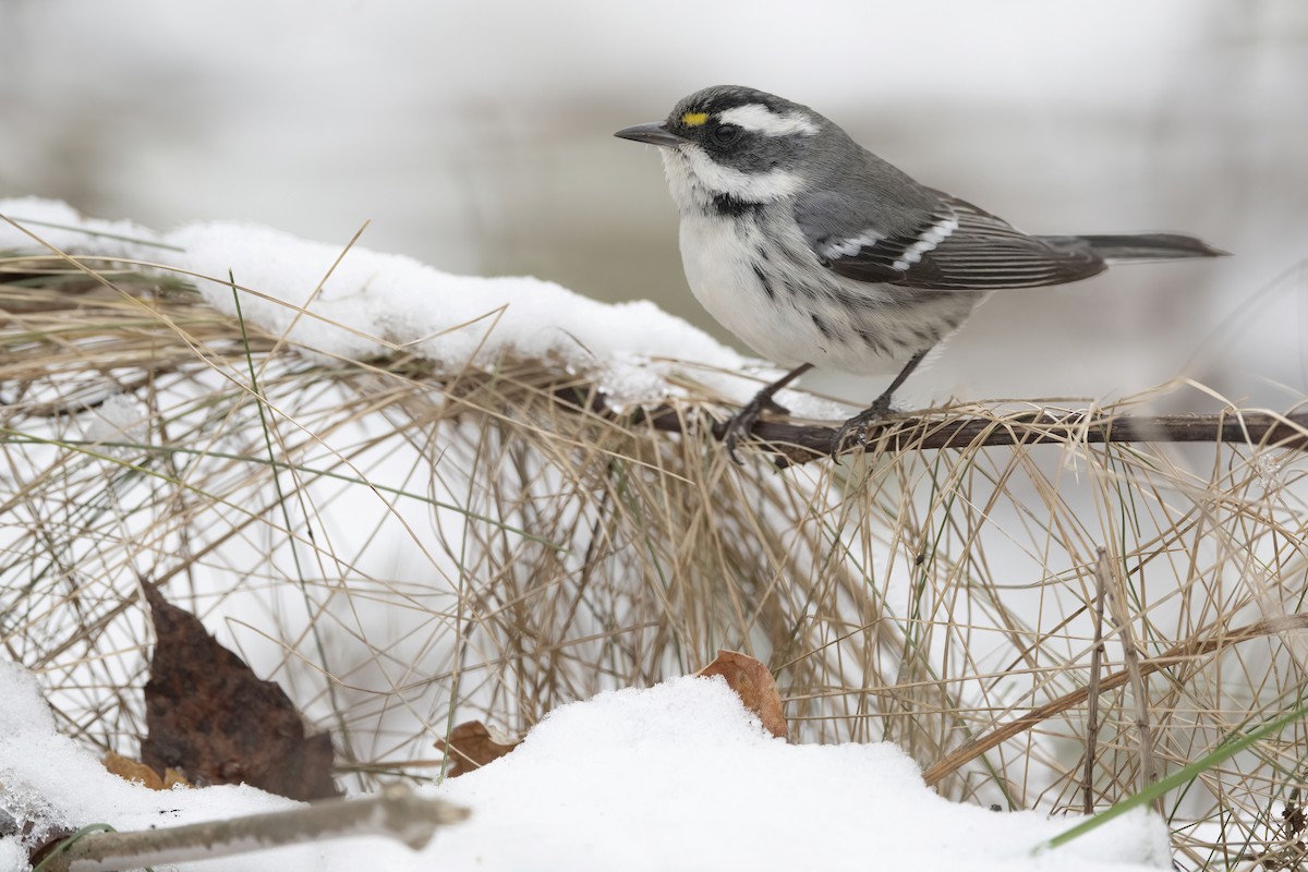 Black-throated Gray Warbler - Lev Frid | Rockjumper Birding