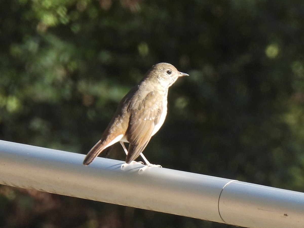 Hermit Thrush - ML627233158