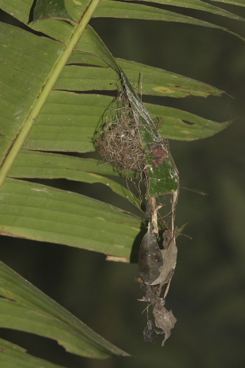 Rufous-breasted Hermit - ML627233347