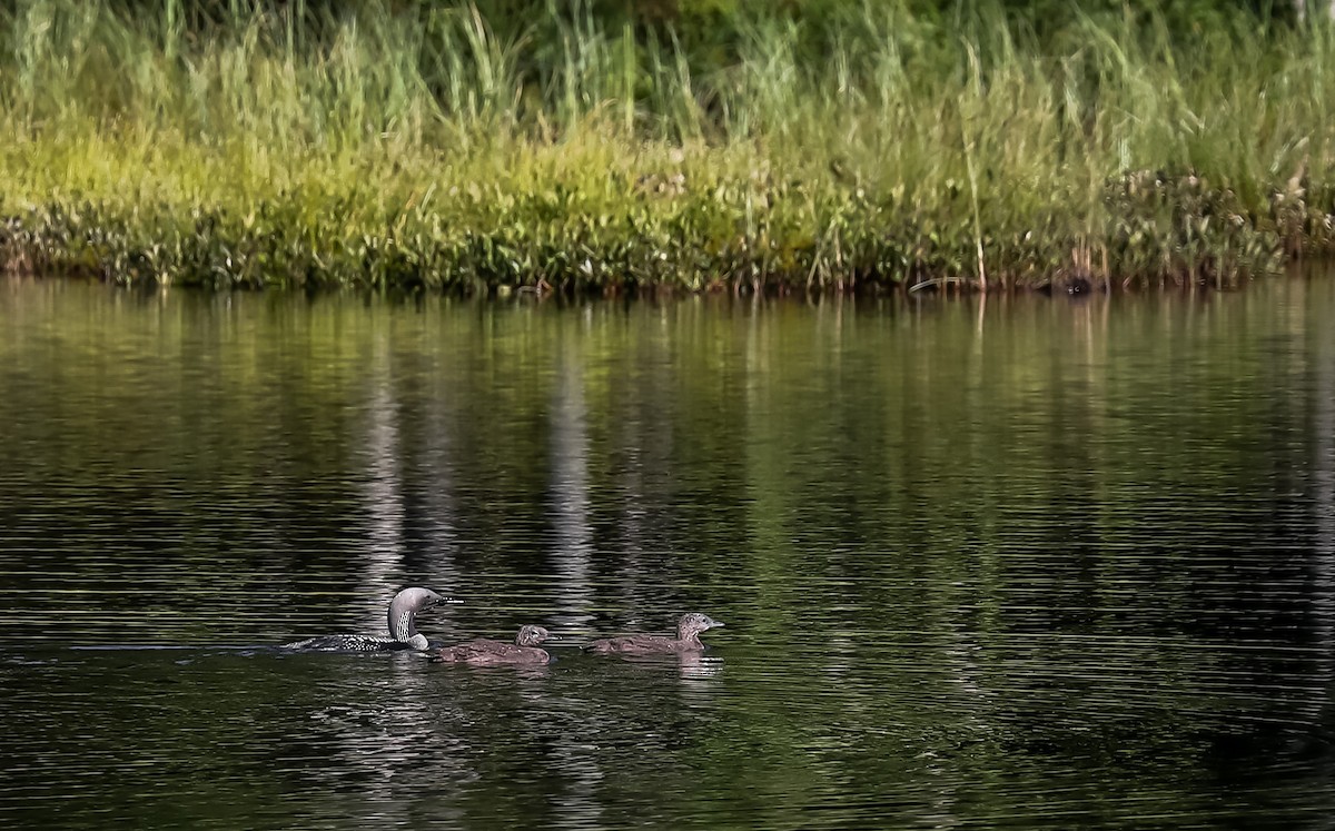 Arctic Loon - ML627233349