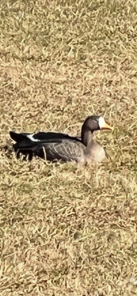 Greater White-fronted Goose - ML627233798