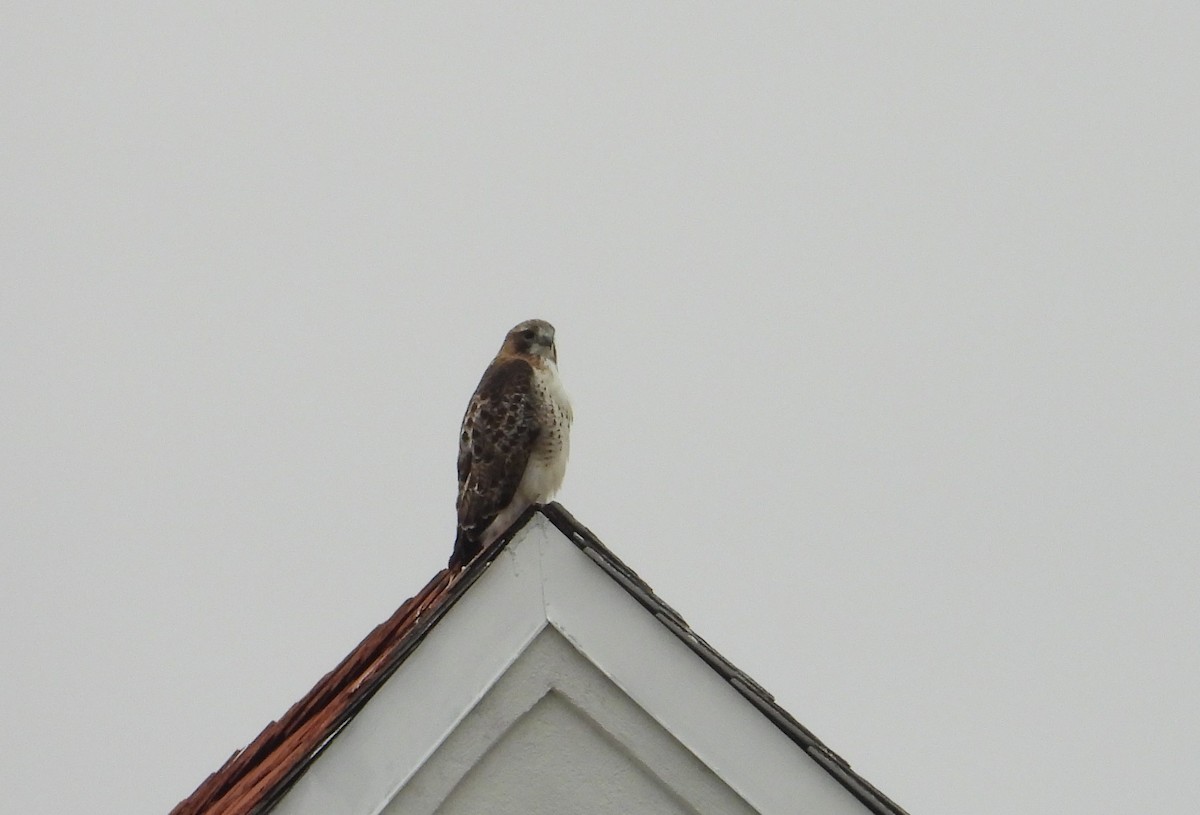 Busardo Colirrojo - ML627233865