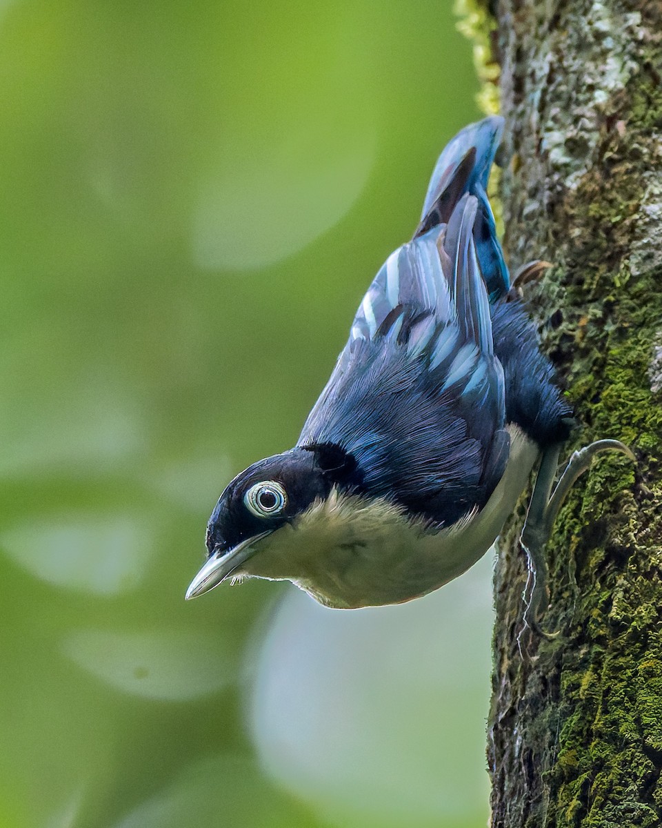 Blue Nuthatch - ML627233973