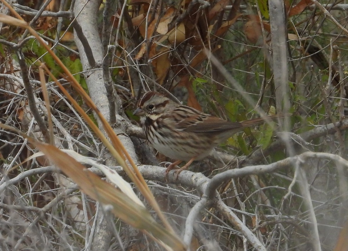 Chingolo Cantor - ML627233975