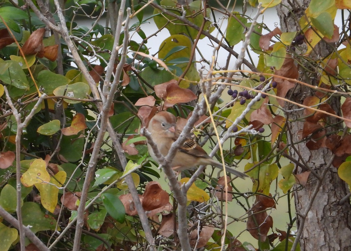 Chingolo Campestre - ML627234003