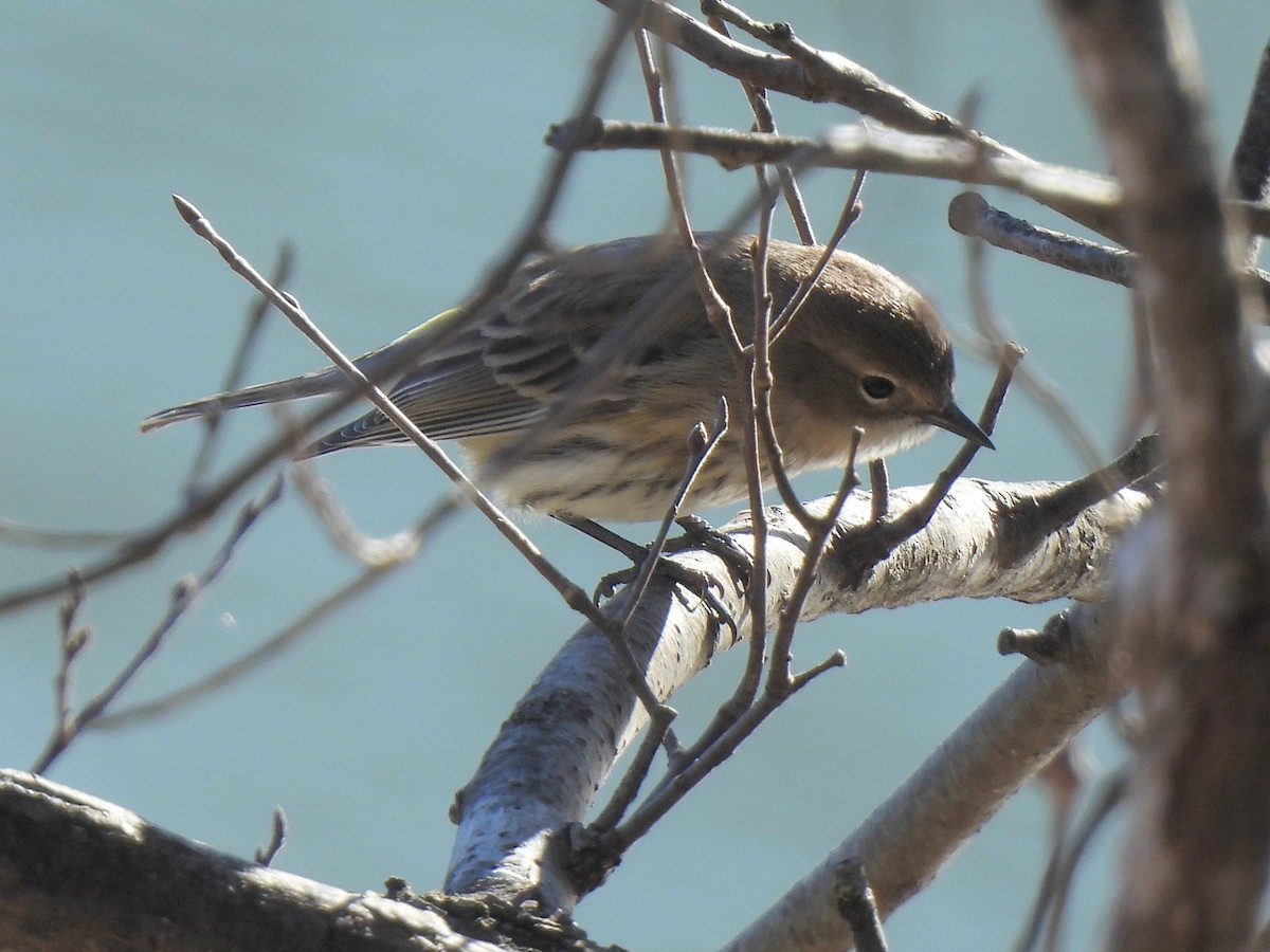 Yellow-rumped Warbler - ML627234030