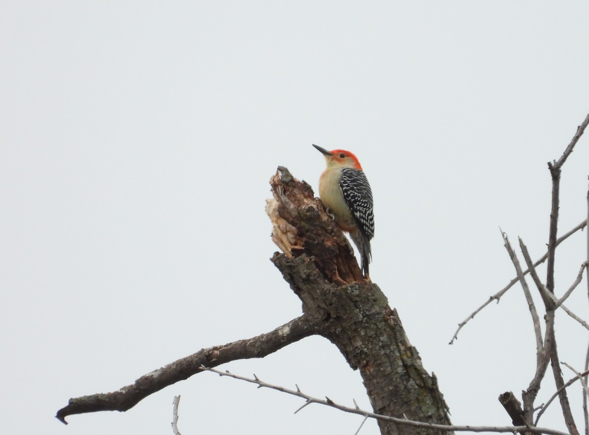 Carpintero de Carolina - ML627234061