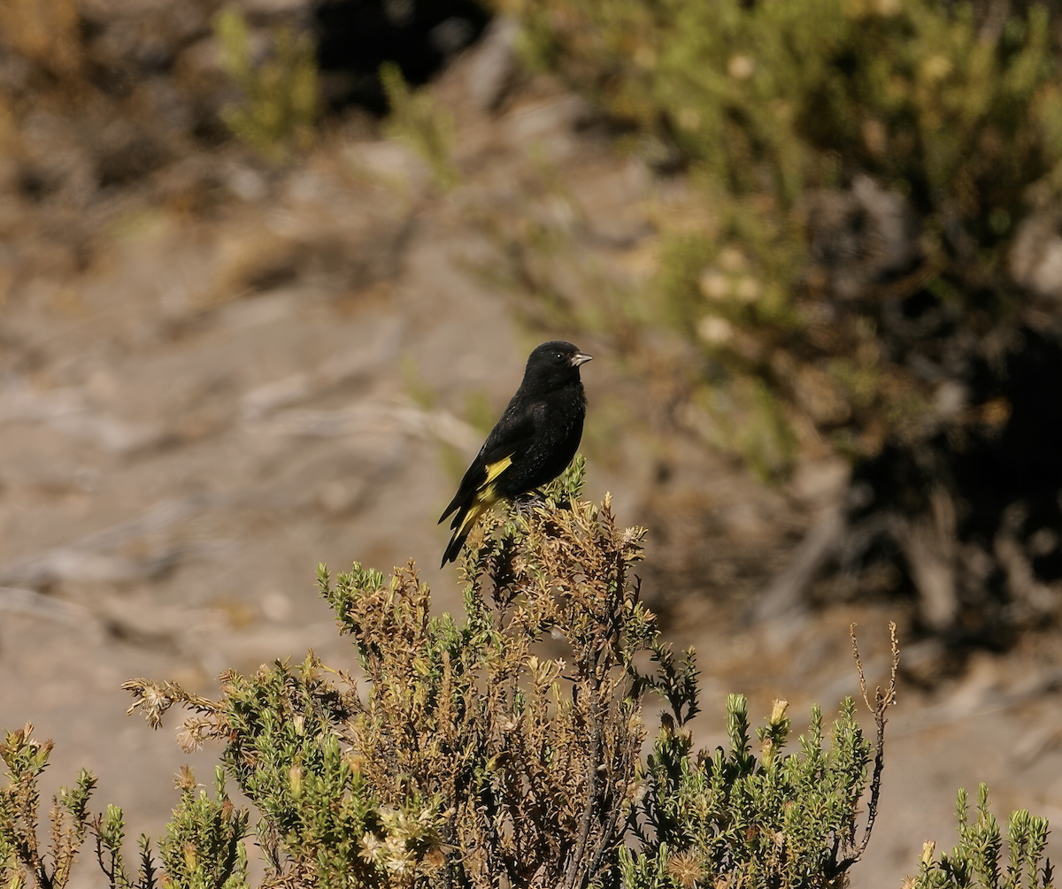 Black Siskin - ML627234086