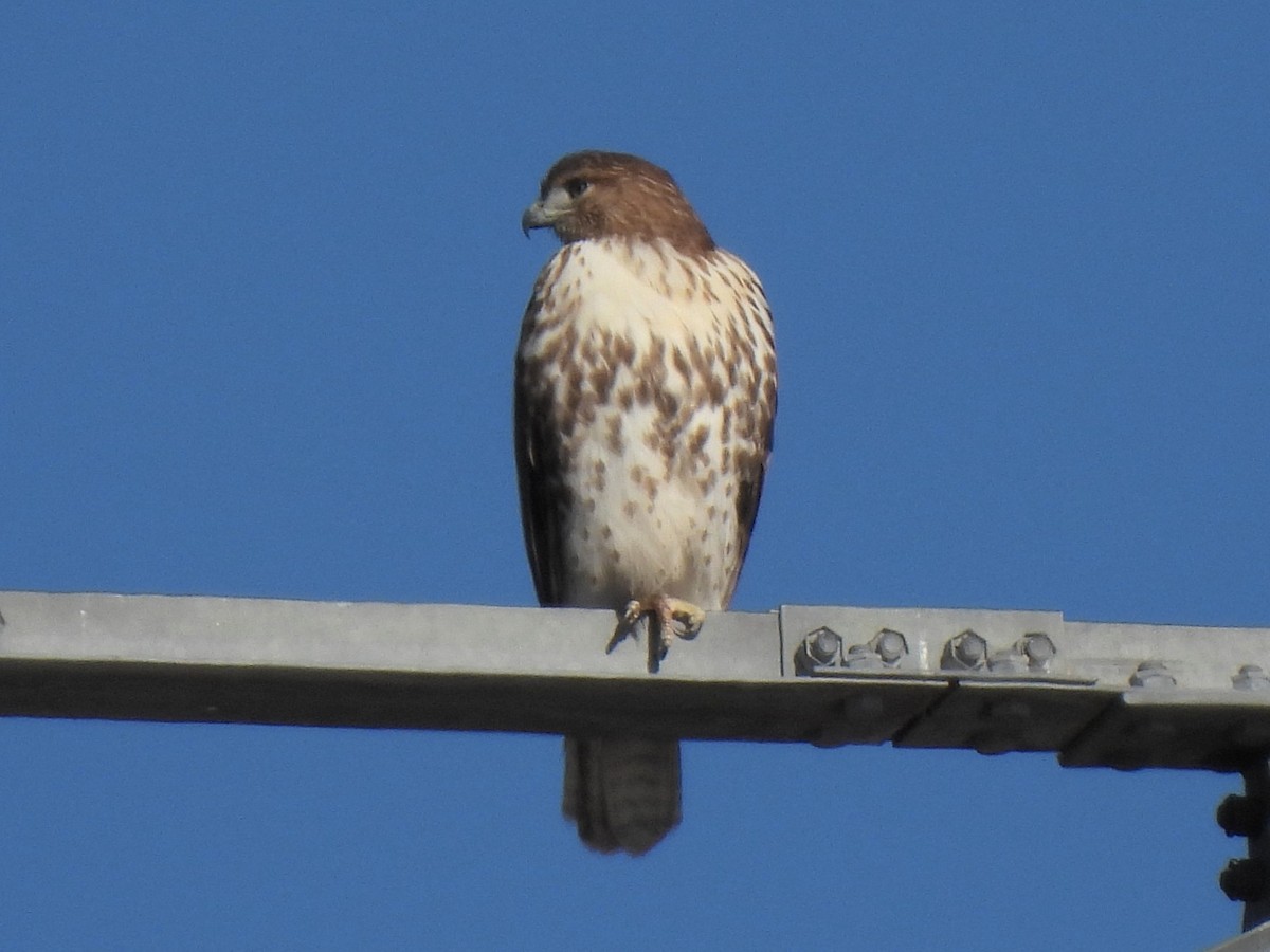Red-tailed Hawk - ML627234137