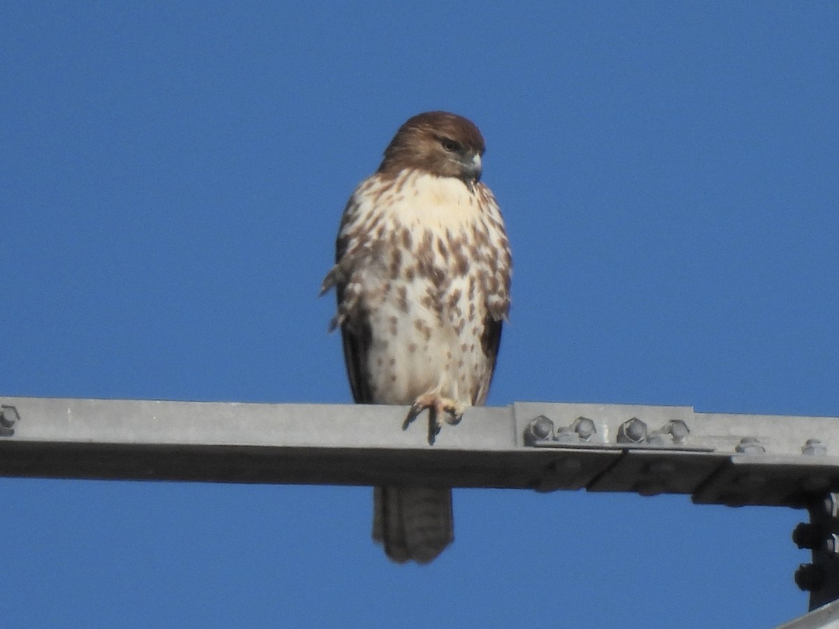 Red-tailed Hawk - ML627234230