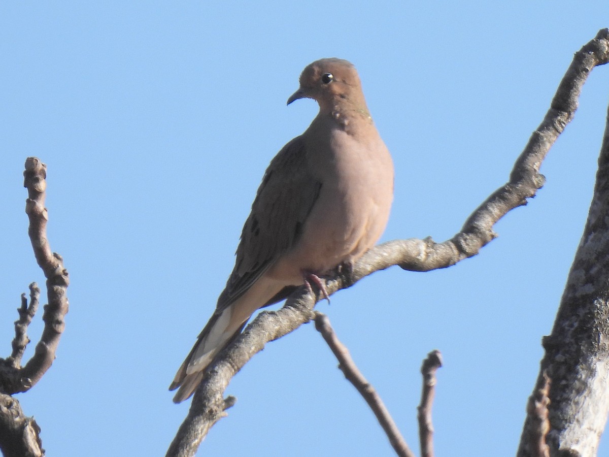 Mourning Dove - ML627234346