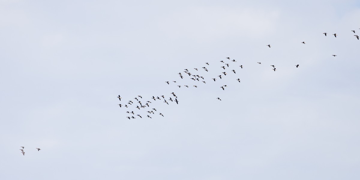 Greater White-fronted Goose - ML627234347