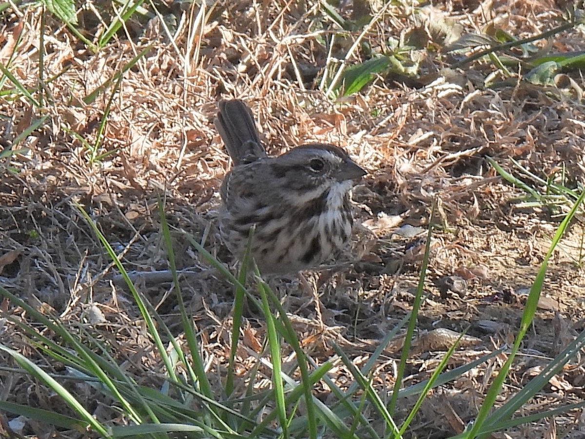 Song Sparrow - ML627234429