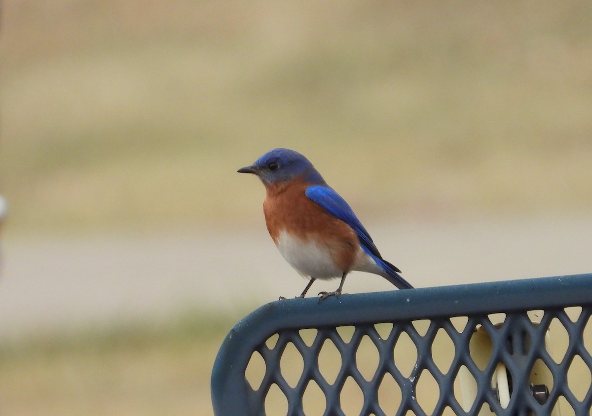 Eastern Bluebird - ML627234447