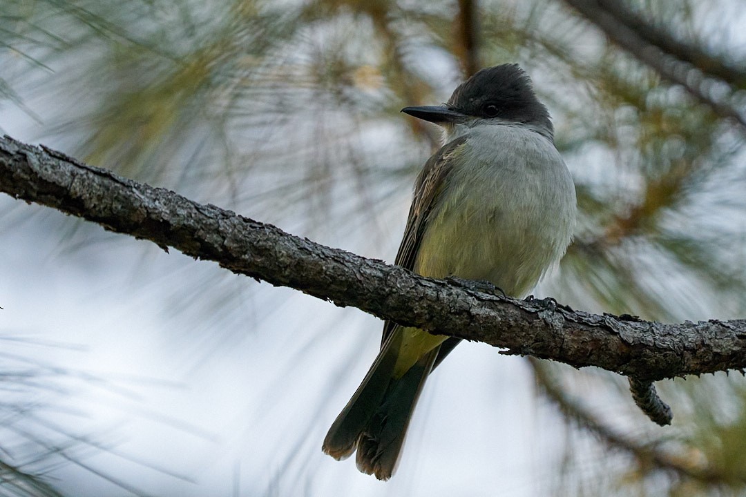 Loggerhead Kingbird - ML627234452