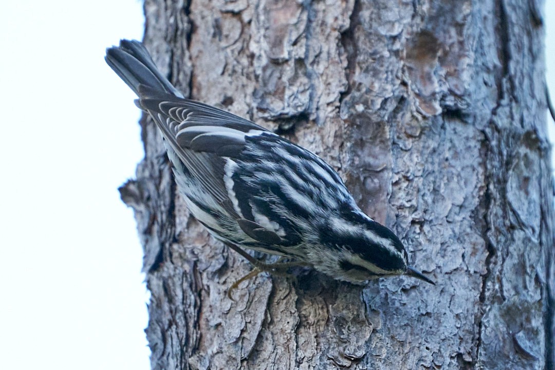 Black-and-white Warbler - ML627234466