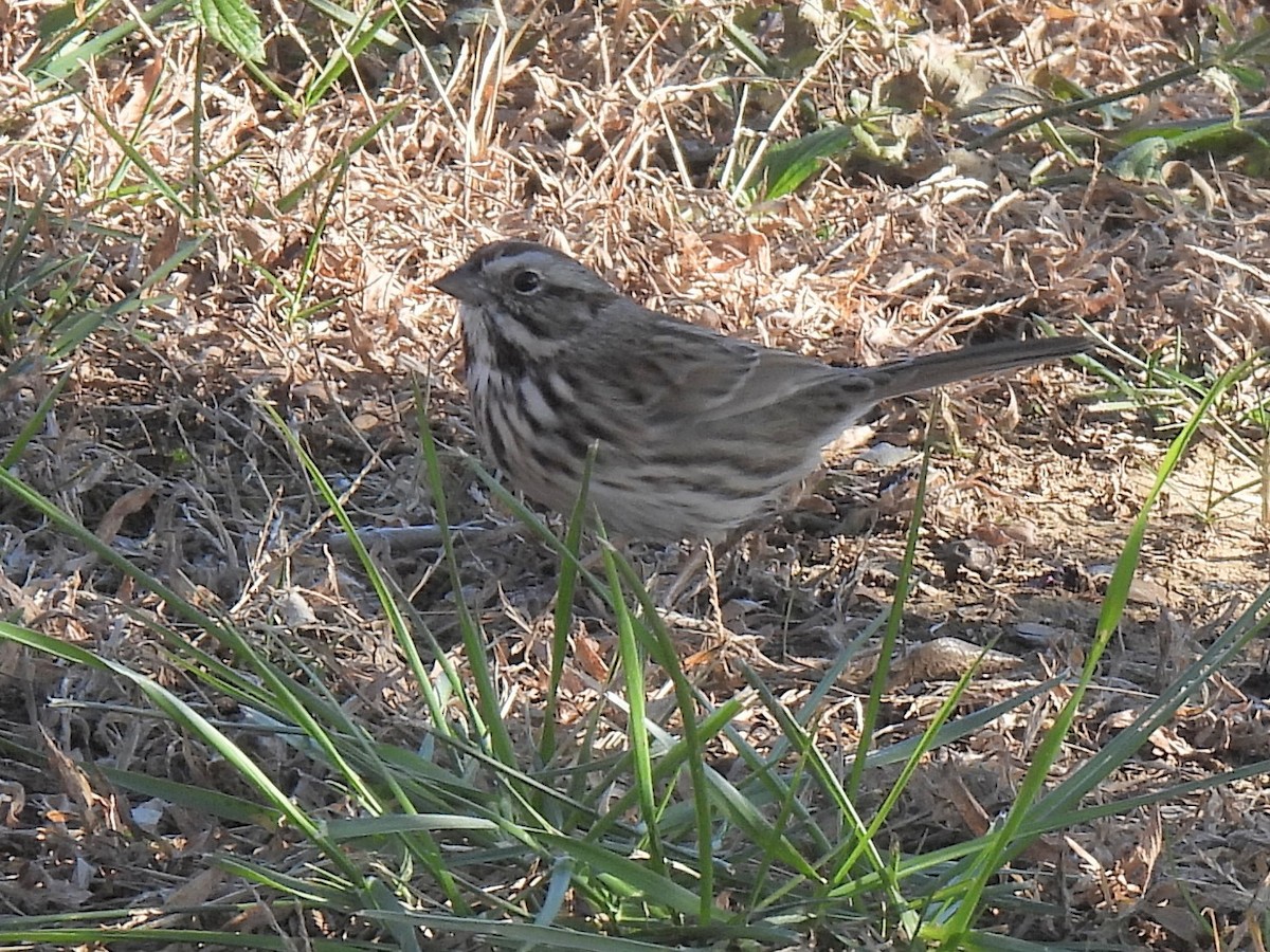 Song Sparrow - ML627234468