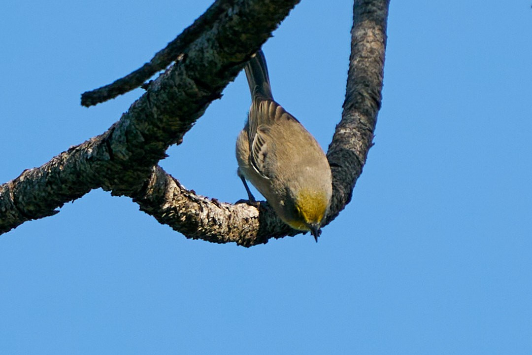 Olive-capped Warbler - ML627234471