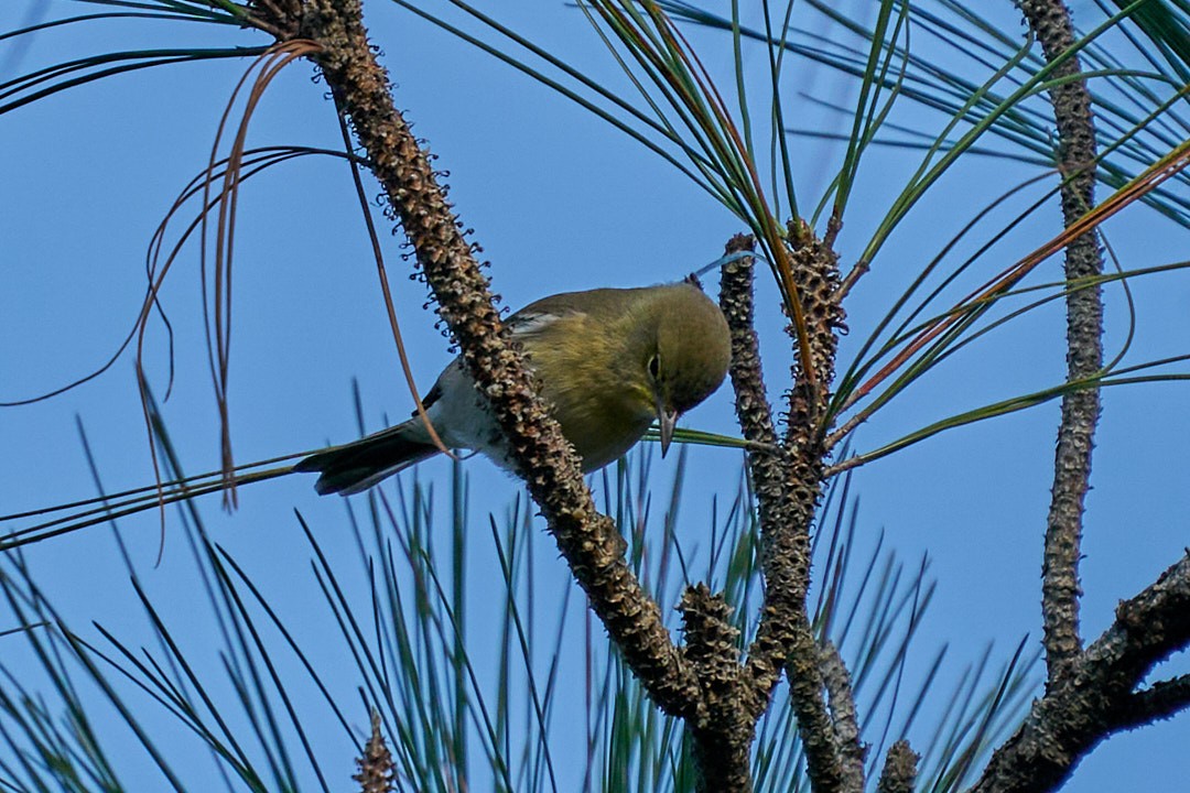 Pine Warbler - ML627234476