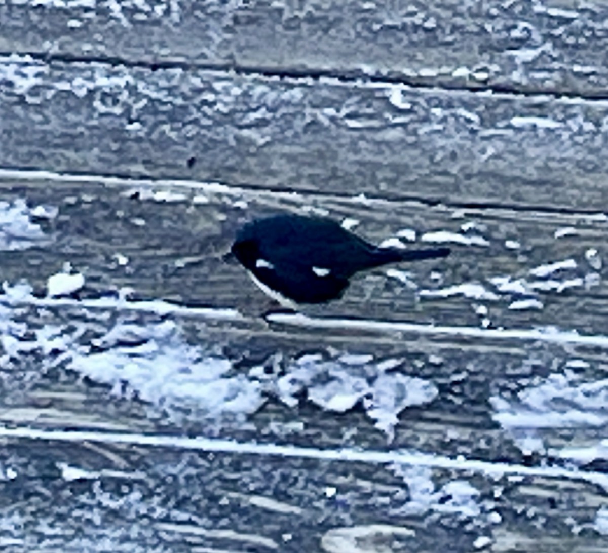 Black-throated Blue Warbler - ML627234489