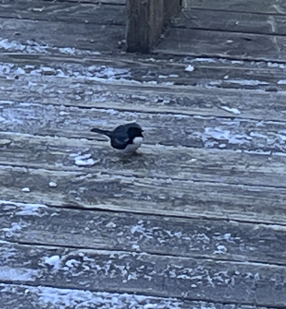 Black-throated Blue Warbler - ML627234490