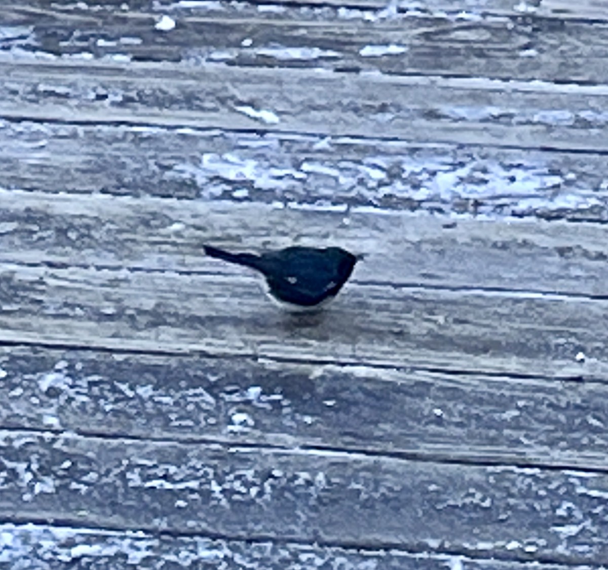 Black-throated Blue Warbler - ML627234491