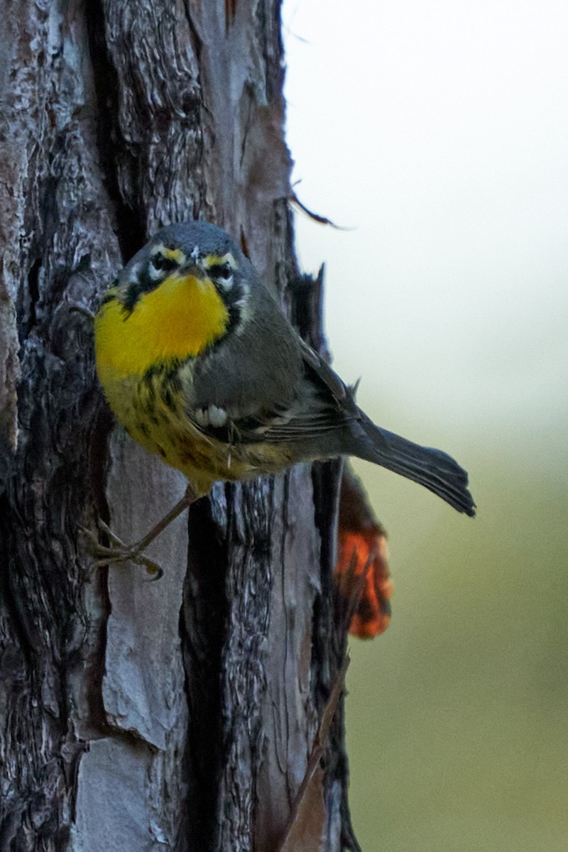Yellow-throated Warbler - ML627234498