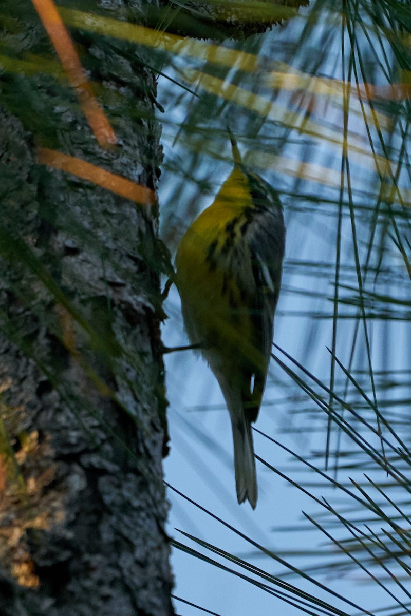 Bahama Warbler - ML627234504
