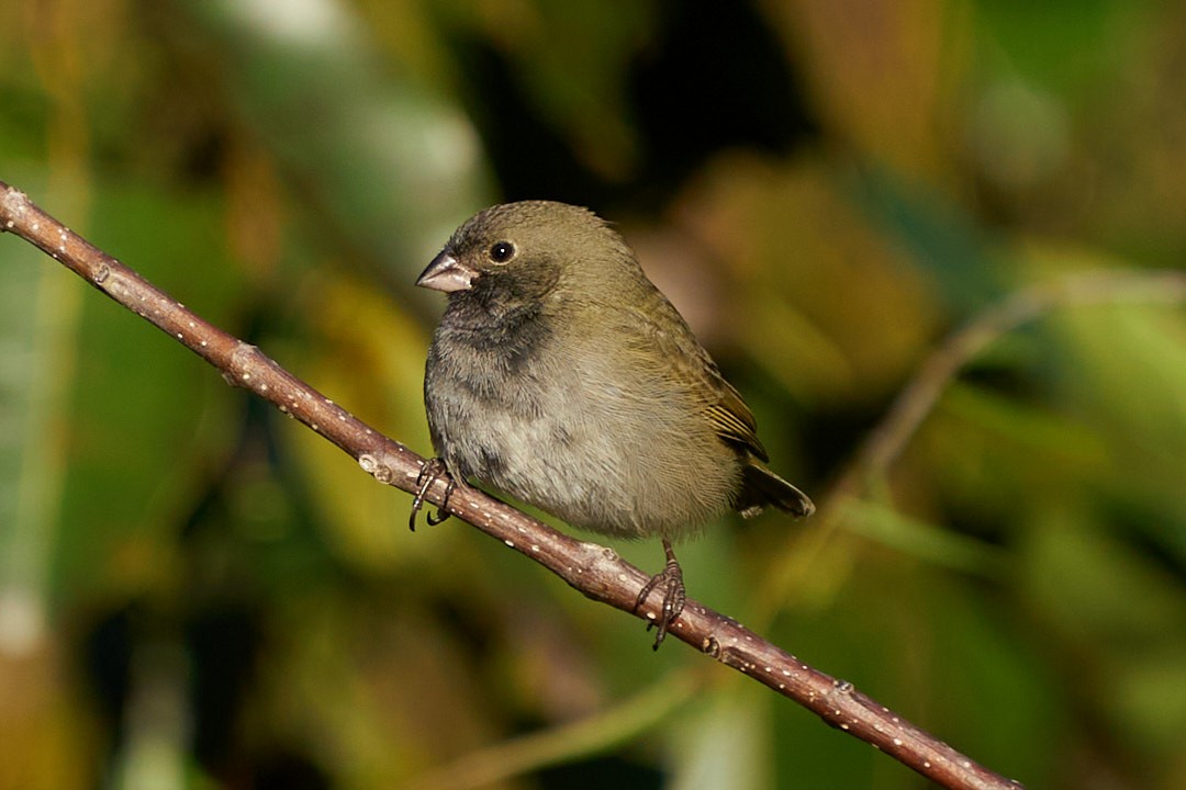 Black-faced Grassquit - ML627234512