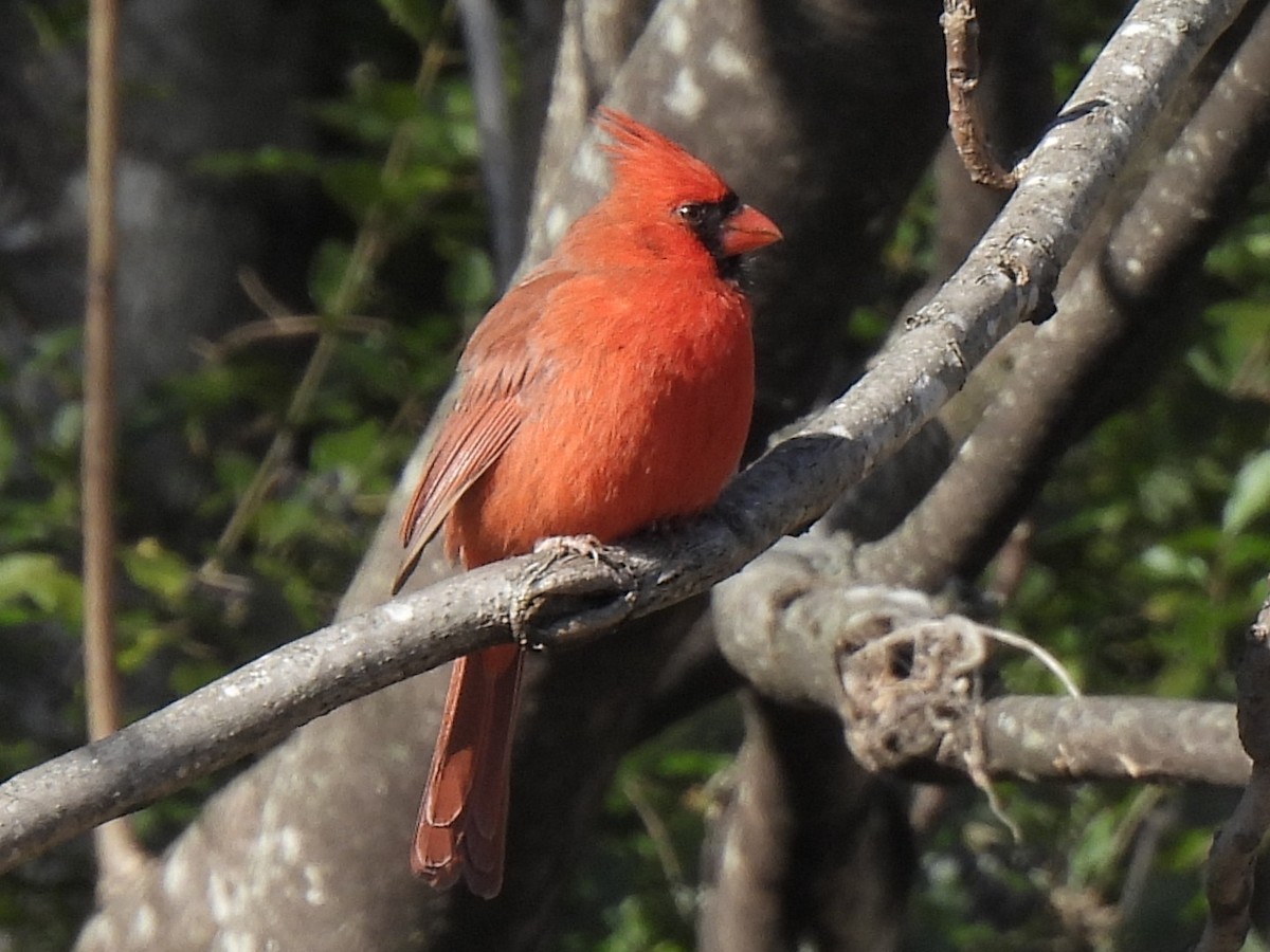 Northern Cardinal - ML627234518
