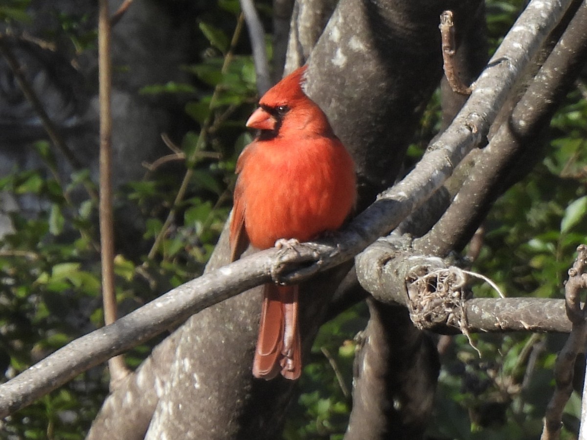 Northern Cardinal - ML627234547