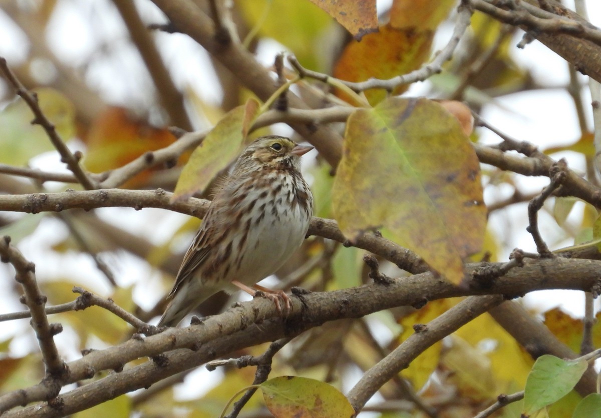 Savannah Sparrow - ML627234550