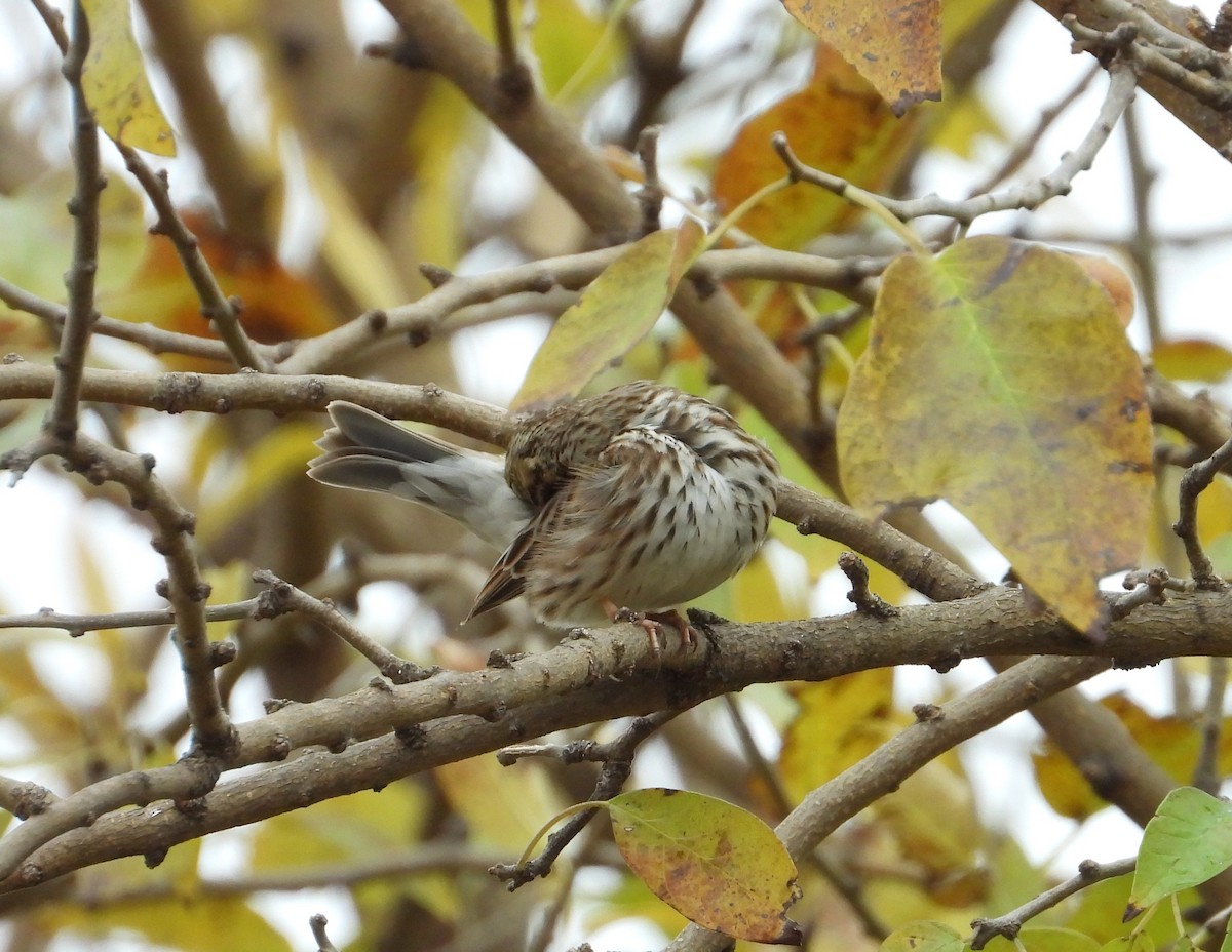 Savannah Sparrow - ML627234590