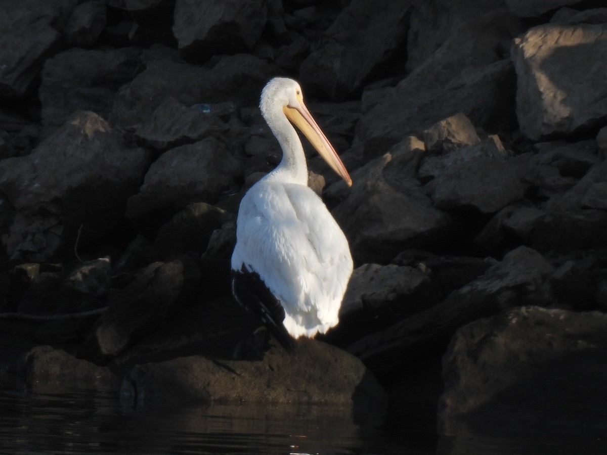 American White Pelican - ML627234603