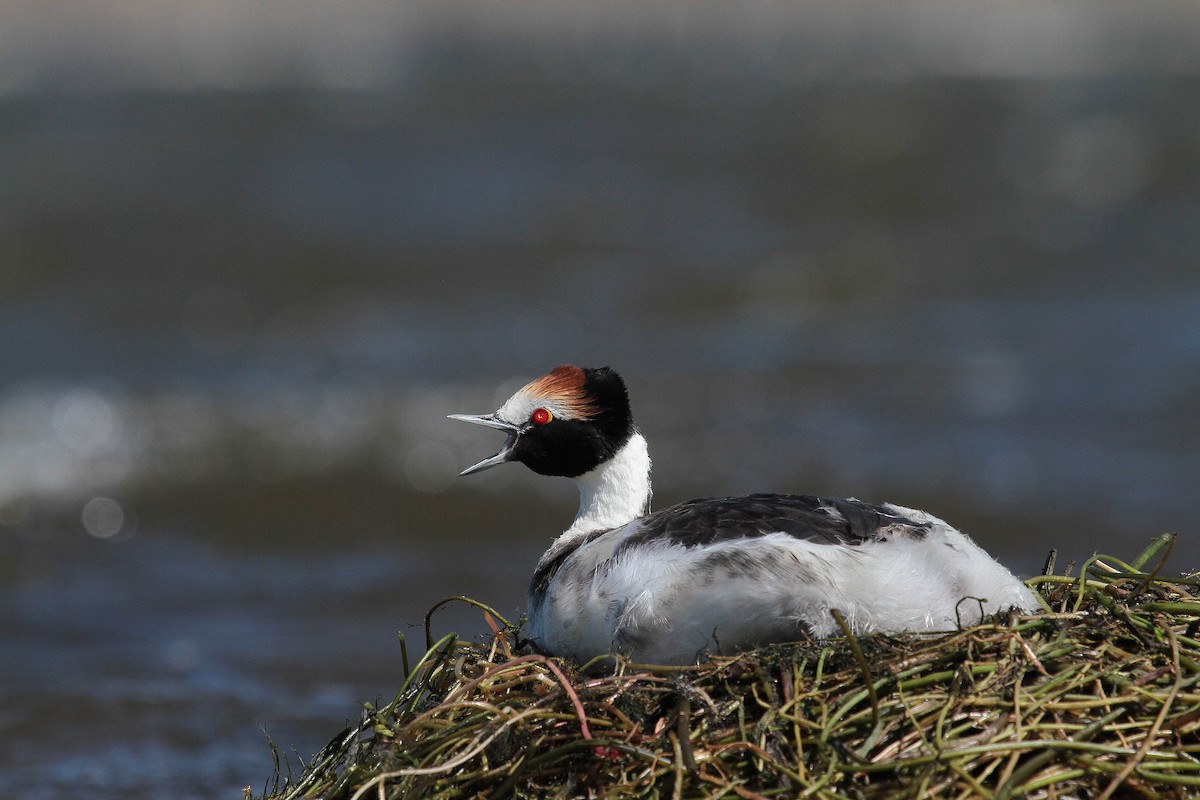 Hooded Grebe - Santiago Imberti