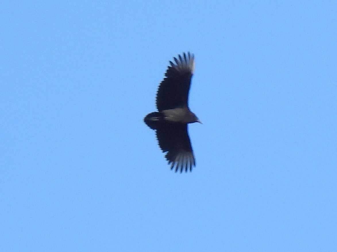 Black Vulture - ML627234714