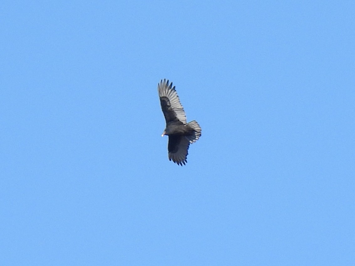 Turkey Vulture - ML627234744