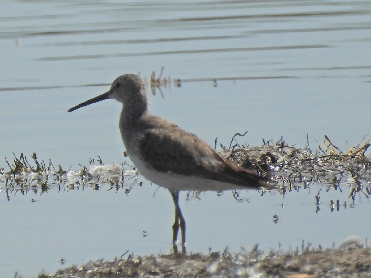 Stilt Sandpiper - ML627234869