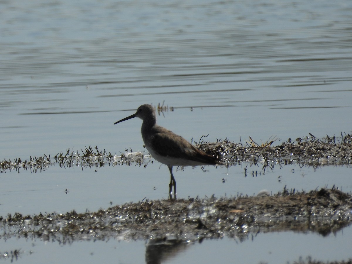 Stilt Sandpiper - ML627234870