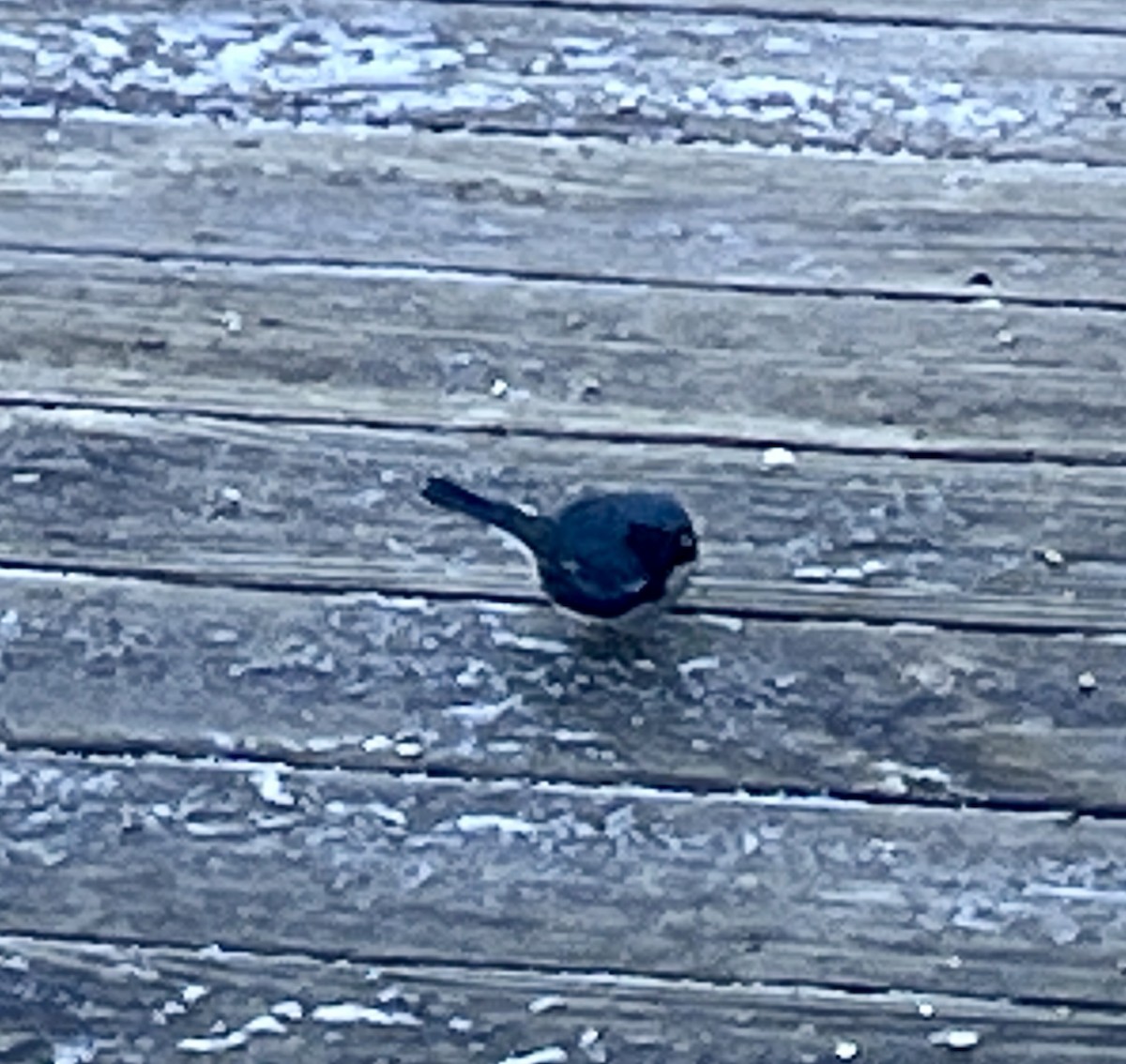 Black-throated Blue Warbler - ML627234906