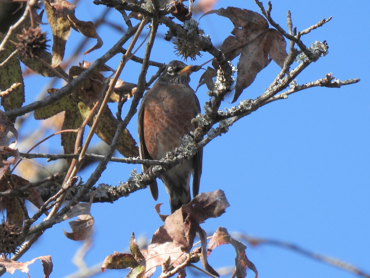 American Robin - ML627234930