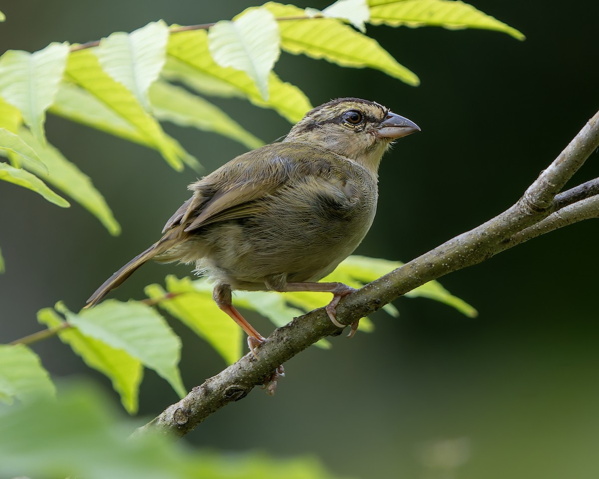 Olive Sparrow - ML627235376