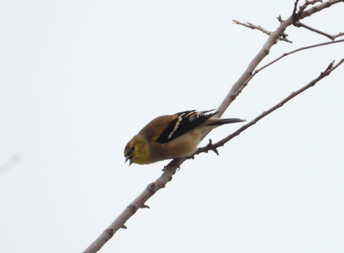 American Goldfinch - ML627235474