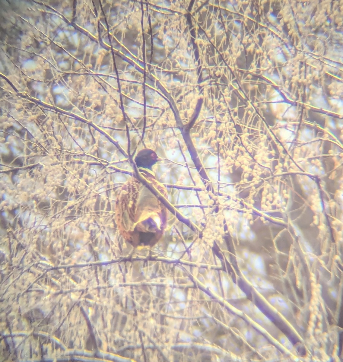 Ring-necked Pheasant - ML627235551