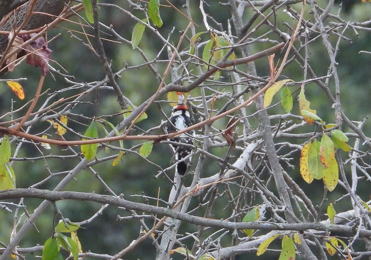 Downy Woodpecker - ML627235571