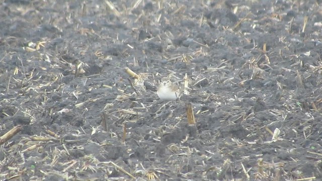 Mountain Plover - ML627235609